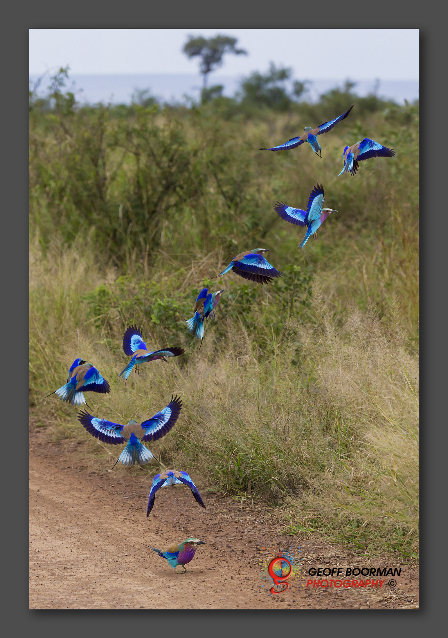 Roller in Flight - Kruger