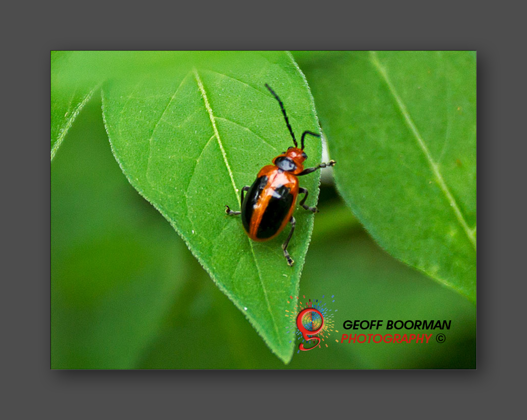 Wombolly Metal - Ladybug