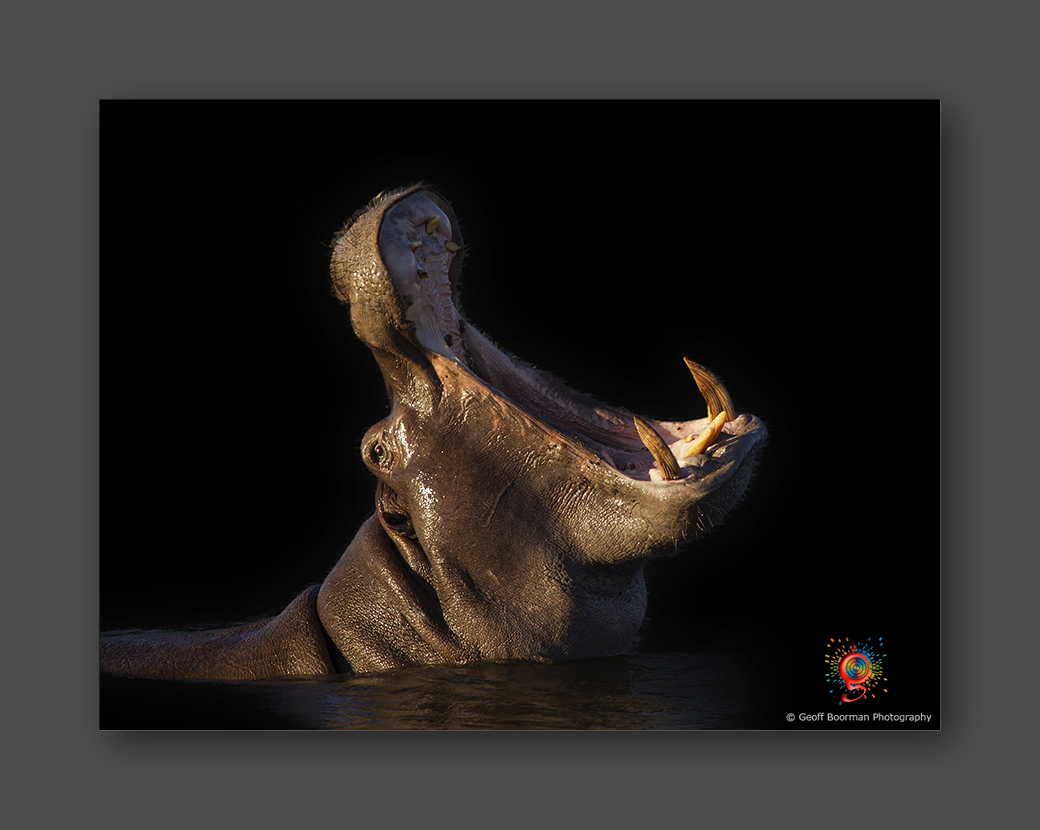 Wombolly Metal - African Hippo