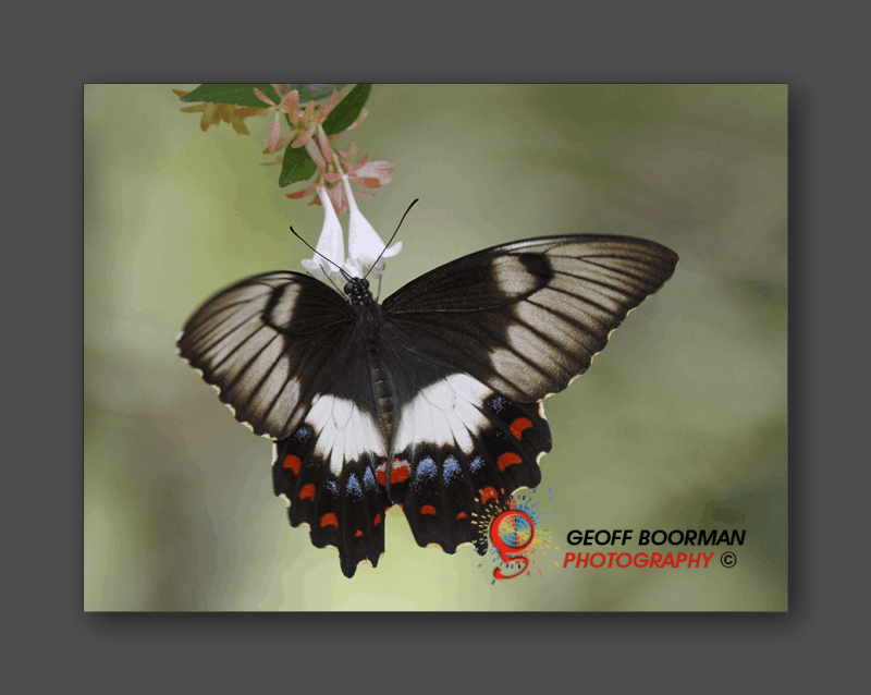 Wombolly Metal - Butterfly