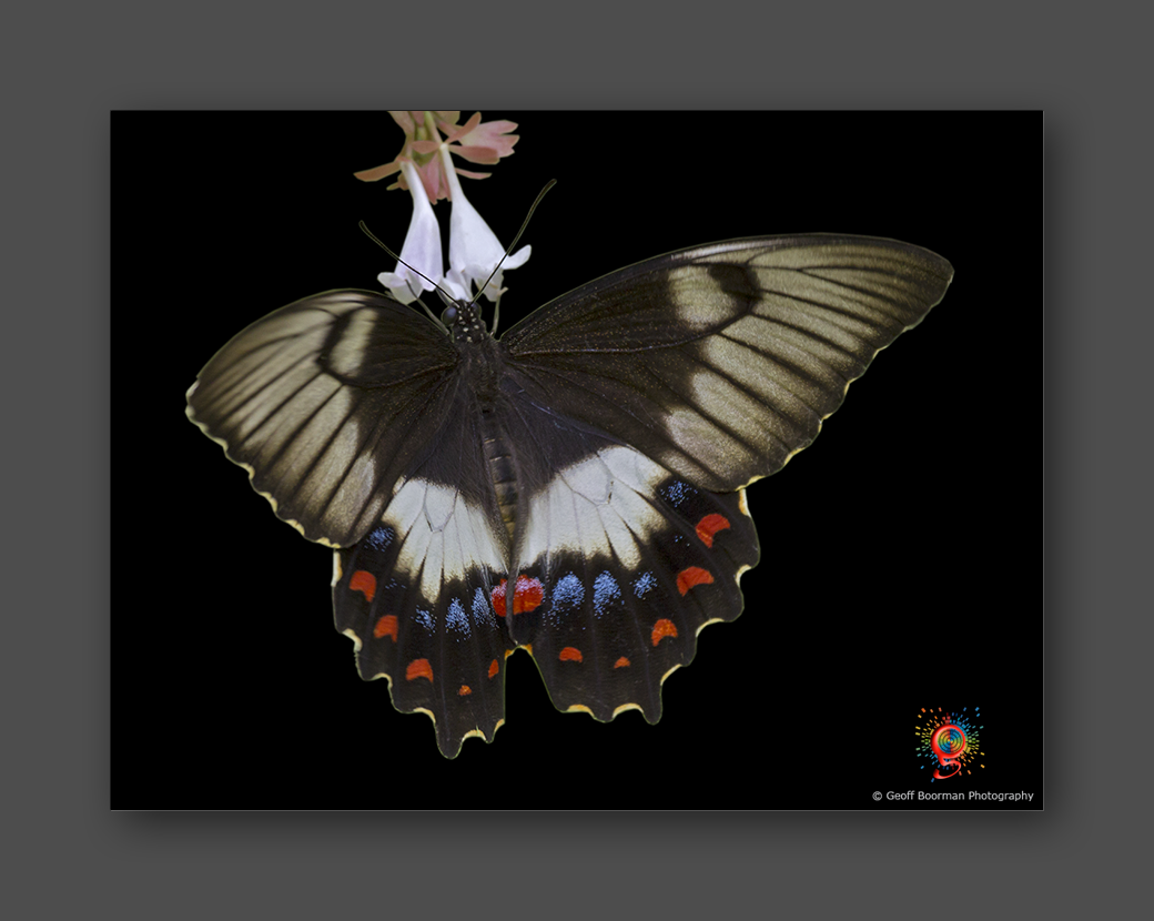 Wombolly Metal - Butterfly