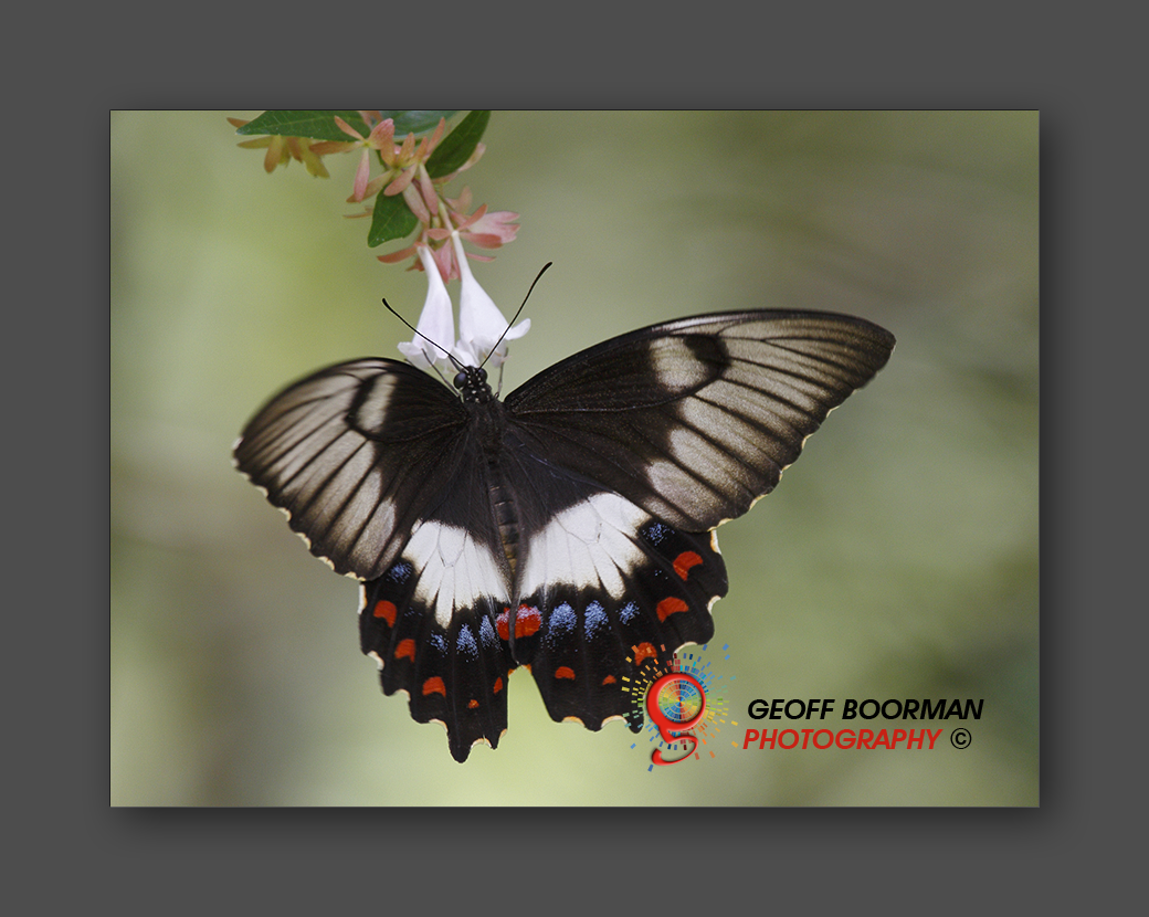 Wombolly Metal - Butterfly