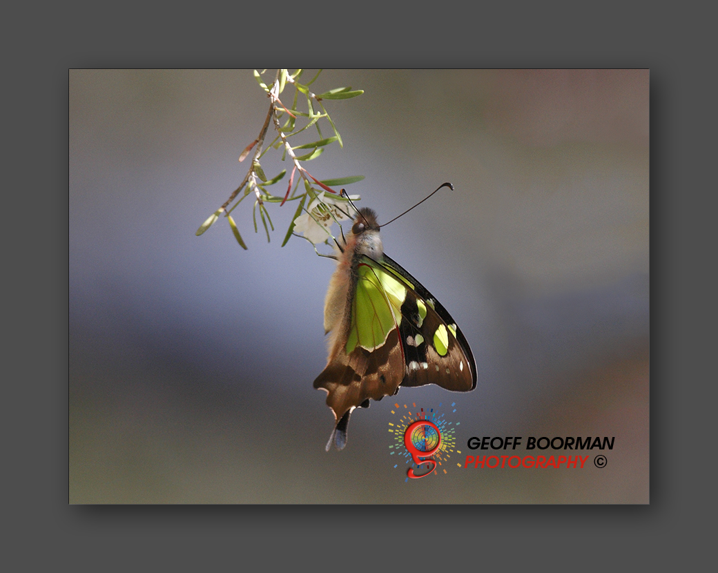 Wombolly Metal - Butterfly