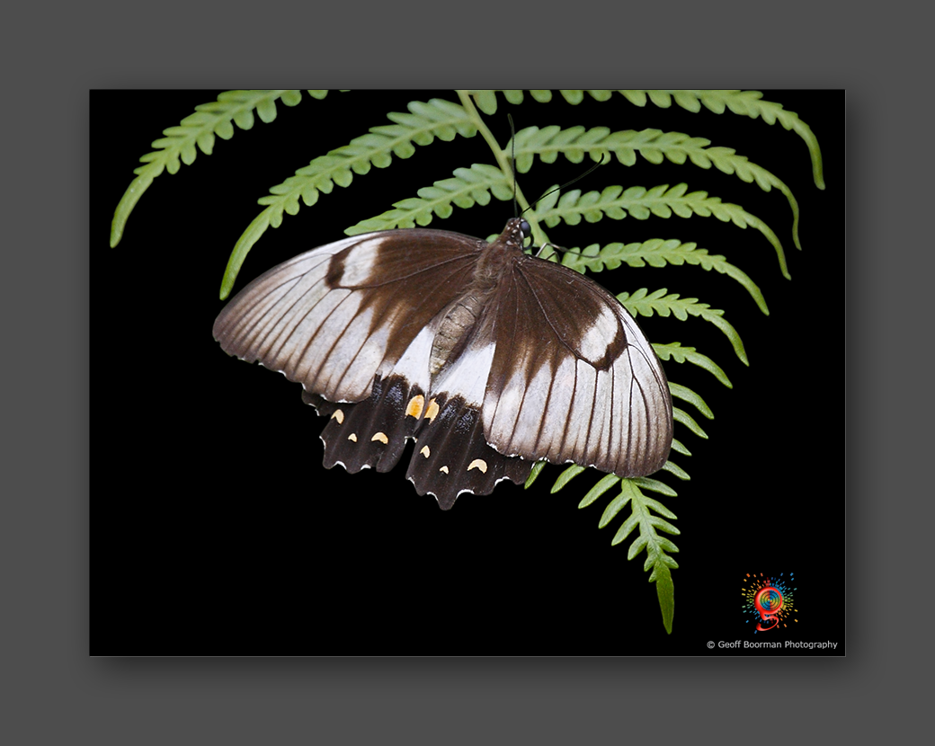 Wombolly Metal - Butterfly