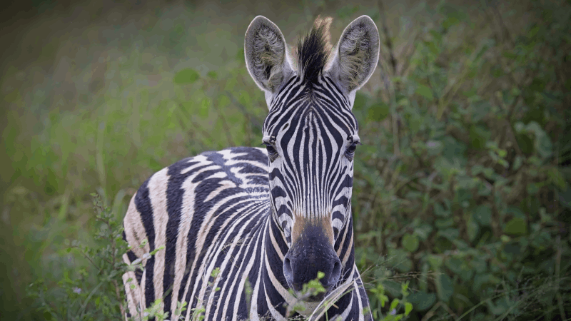 Wombolly Metal - African Zebra