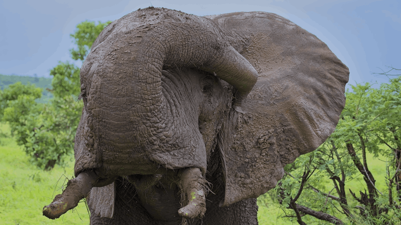 Wombolly Metal - African Elephant