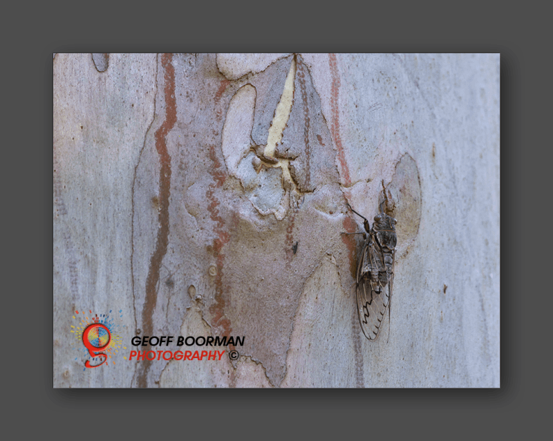 Wombolly Metal - Cicada