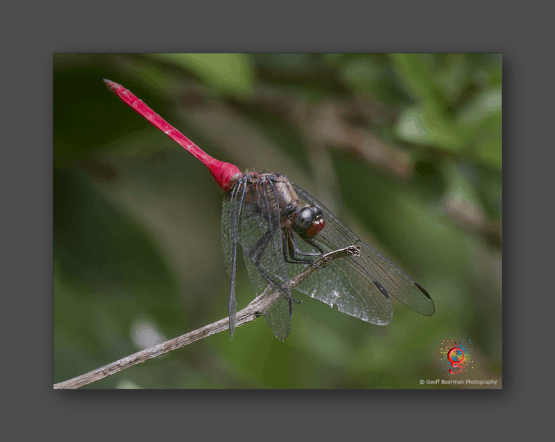 Wombolly Metal - Dragonfly