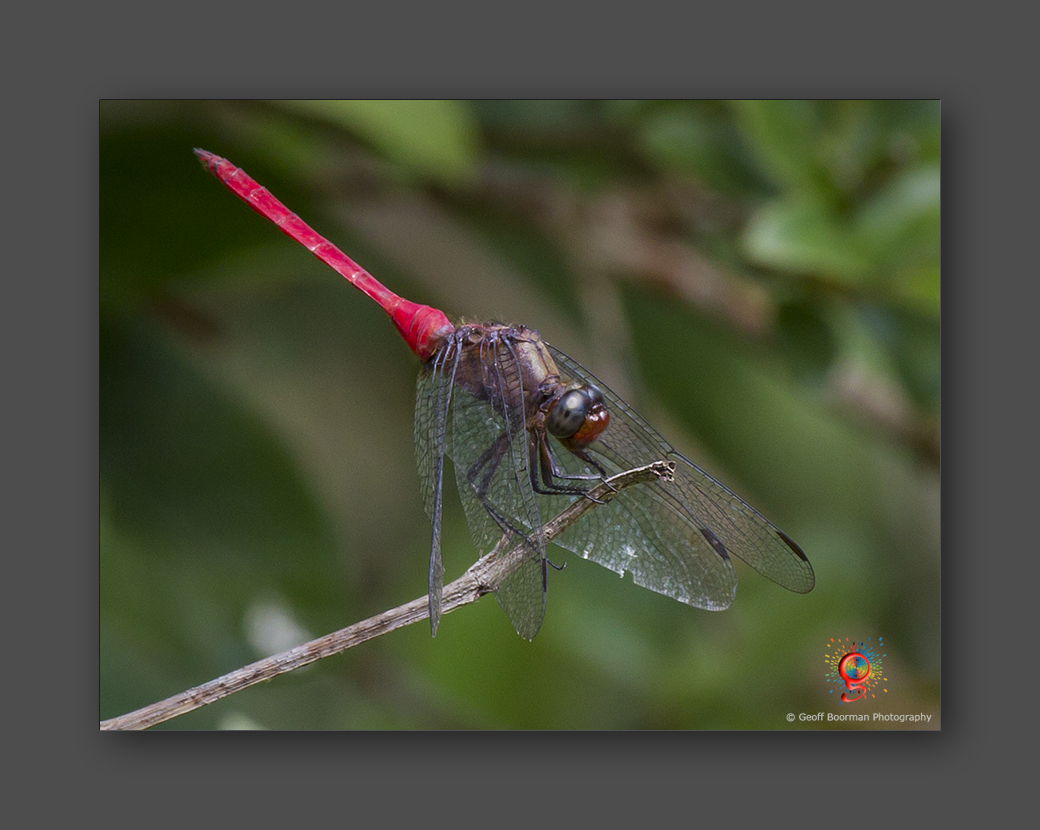Wombolly Metal - Dragonfly