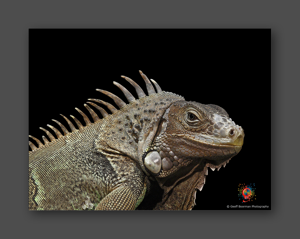 Wombolly Metal - Grand Cayman Blue Iguana