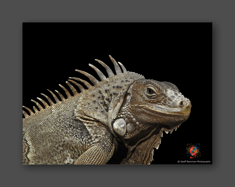 Wombolly Metal - Grand Cayman Blue Iguana