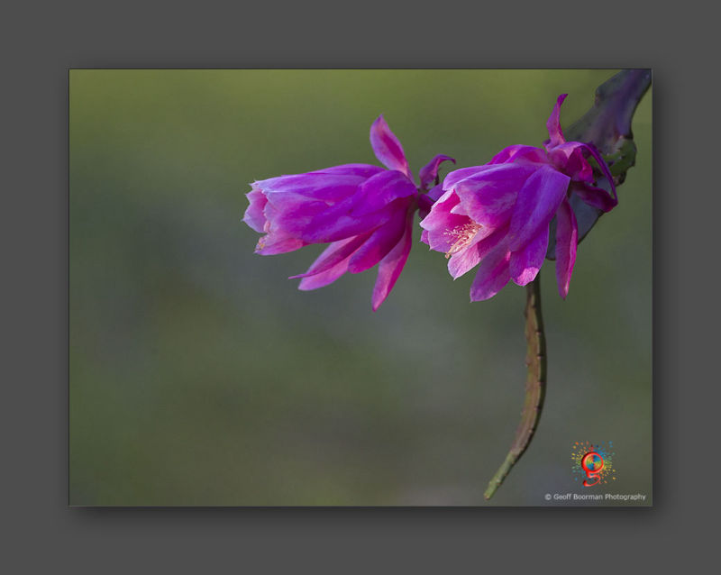 Wombolly Metal - Christmas Cactus