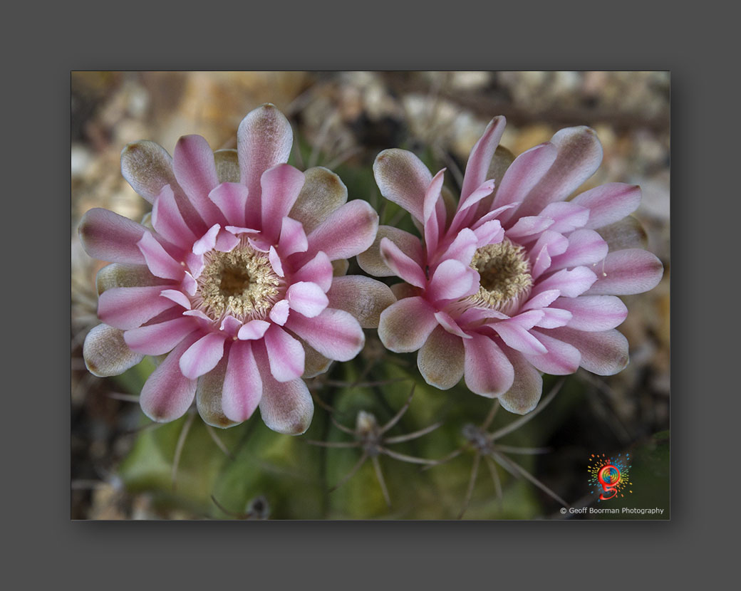 Wombolly Metal - Cactus Flowers