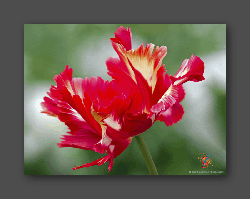 Wombolly Metal - Tulip