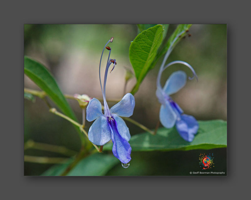 Wombolly Metal - Spider Flower