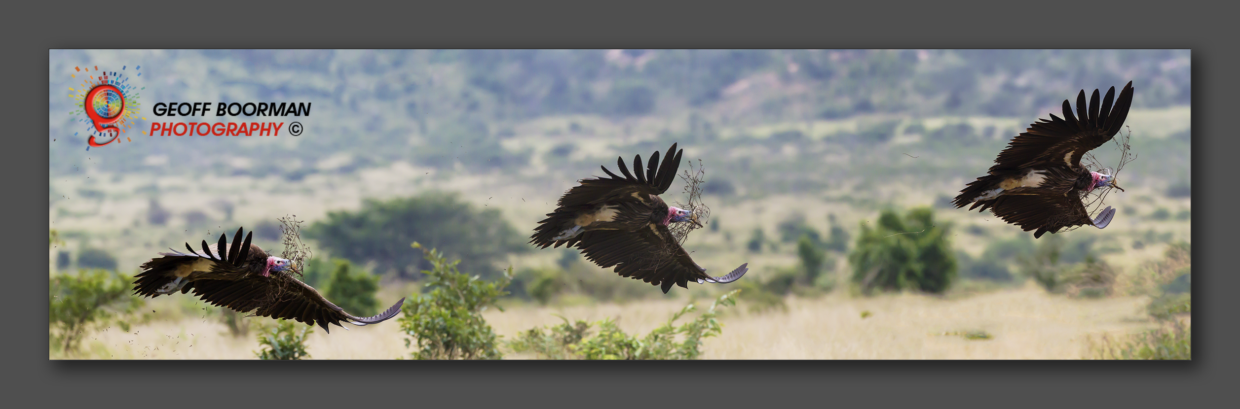 Lappet-faced Vulture in Flight - Kruger