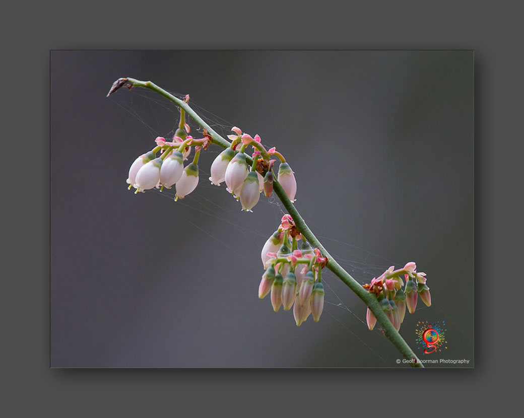 Wombolly Metal - Blueberry Flowers