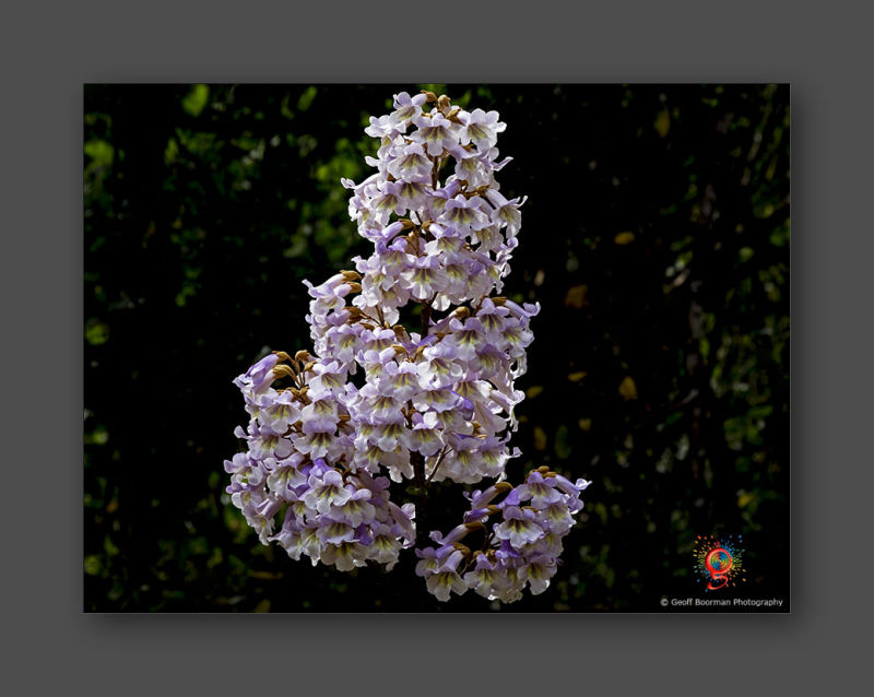 Wombolly Metal - Royal Paulownia