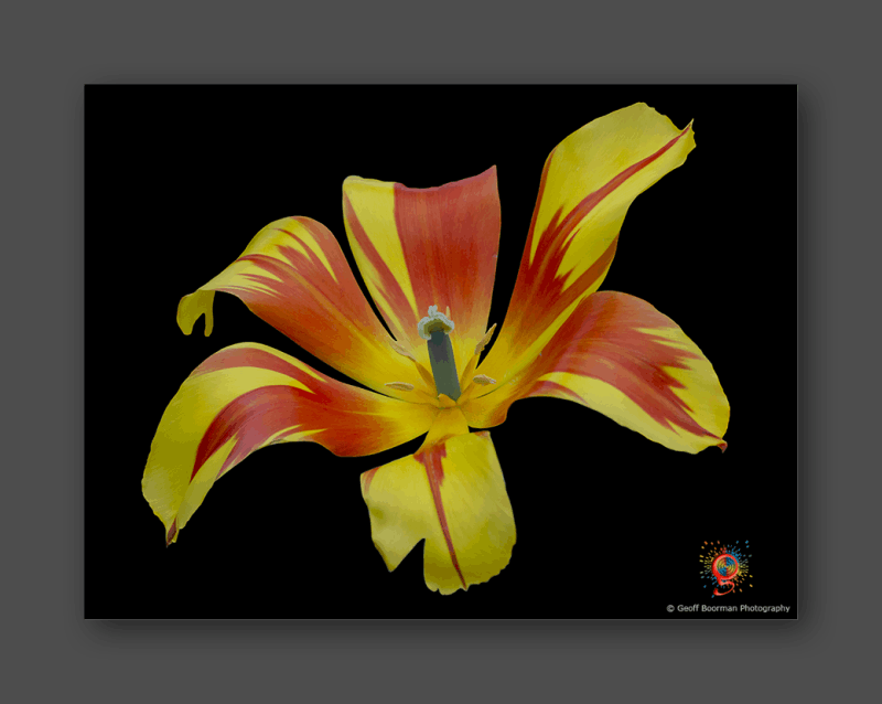 Wombolly Metal - Tulip