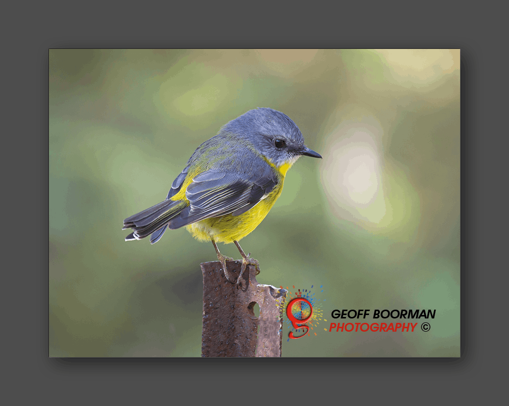 Wombolly Metal - Eastern Yellow Robin