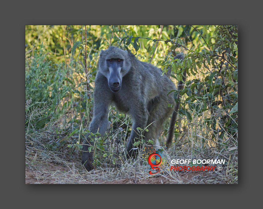 Wombolly Metal - African Baboon