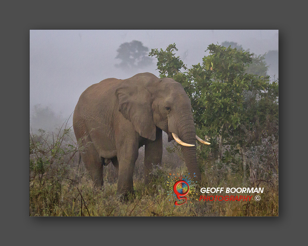 Wombolly Metal - African Bull Elephant