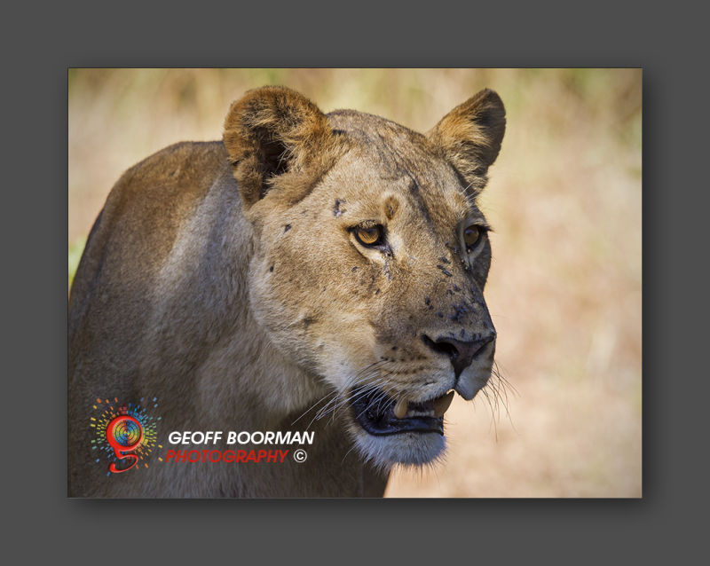 Wombolly Metal - African Lioness