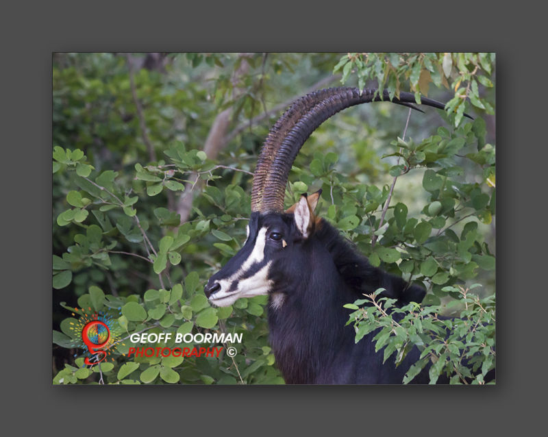 Wombolly Metal - African Sable Antelope