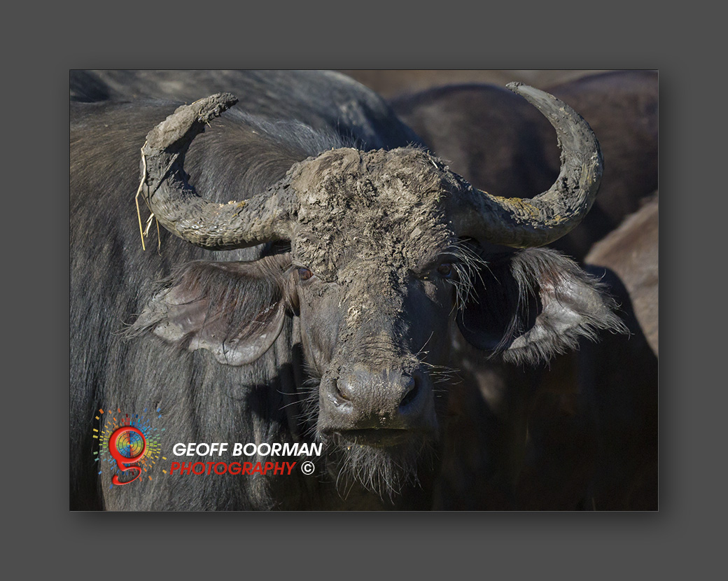 Wombolly Metal - African Water Buffalo