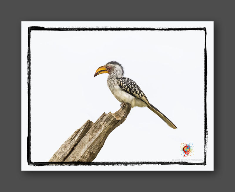 Wombolly Metal - Yellow-billed Hornbill