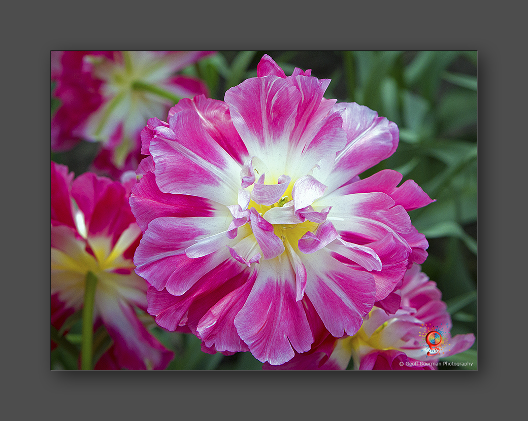 Wombolly Metal - Tulip