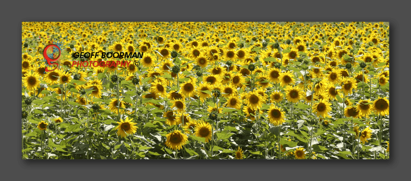 Laguna Sunflowers