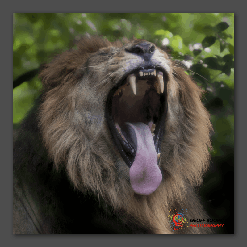Wombolly Metal - Lion