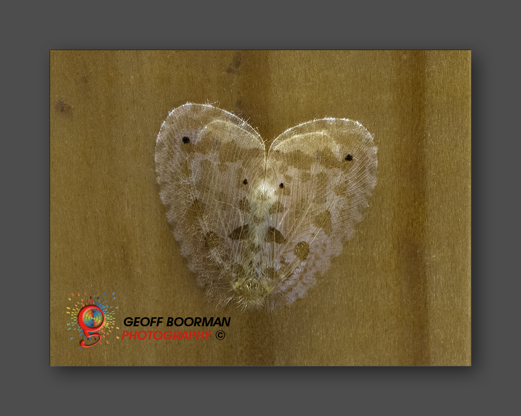 Wombolly Metal - Lacewing