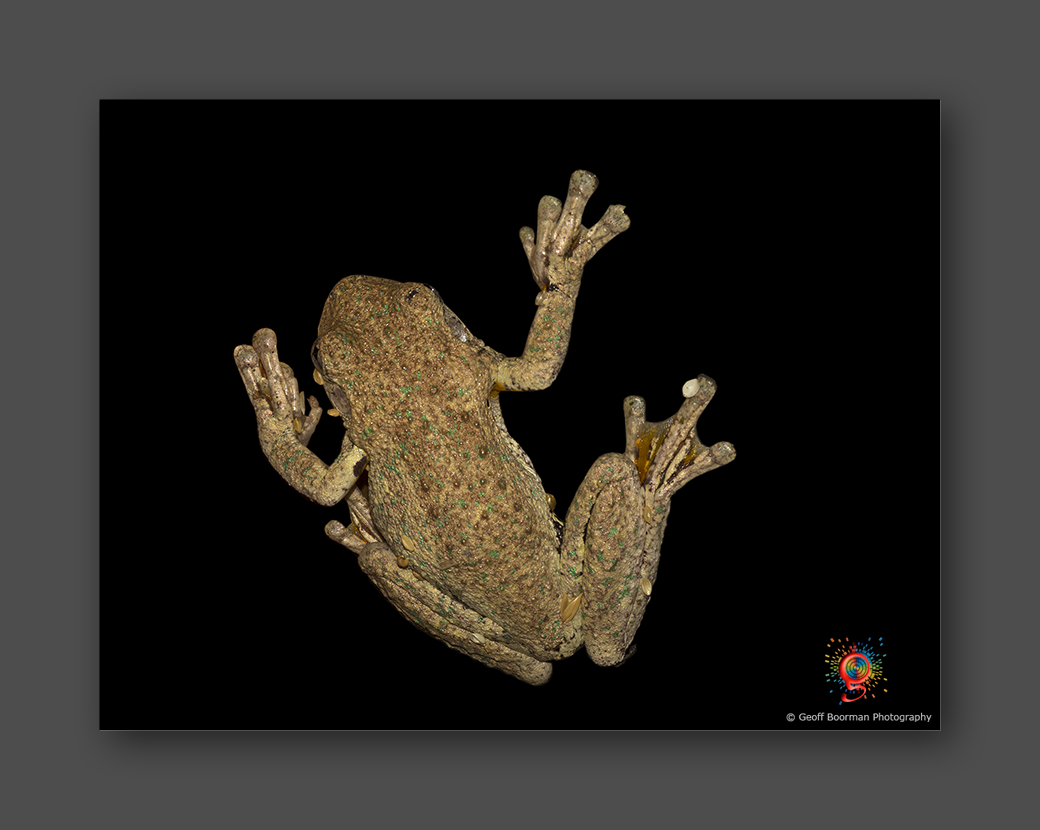 Wombolly Metal - Perrin's Tree Frog