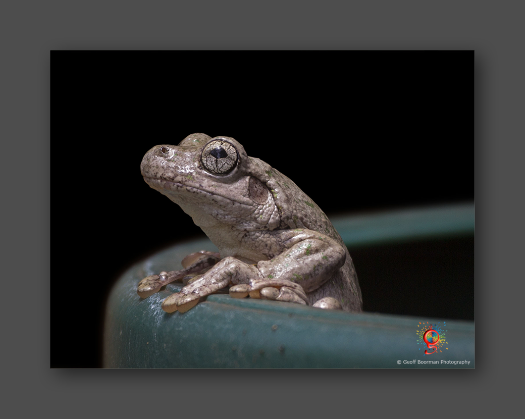 Wombolly Metal - Perrin's Tree Frog