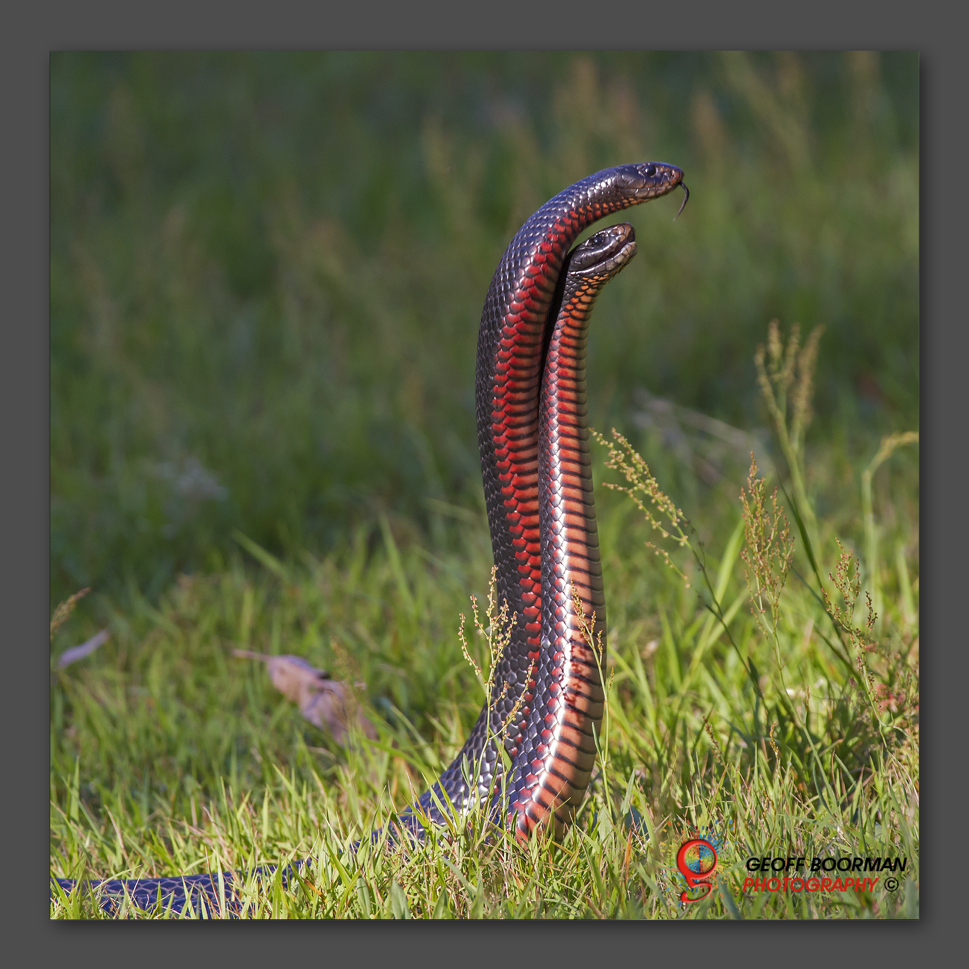 Wombolly Metal - Red-bellied Black Snakes