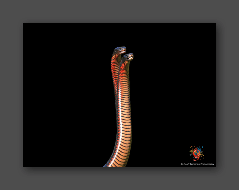 Wombolly Metal - Red-bellied Black Snakes