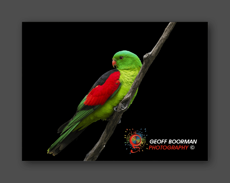 Wombolly Metal - Red-winged Parrot