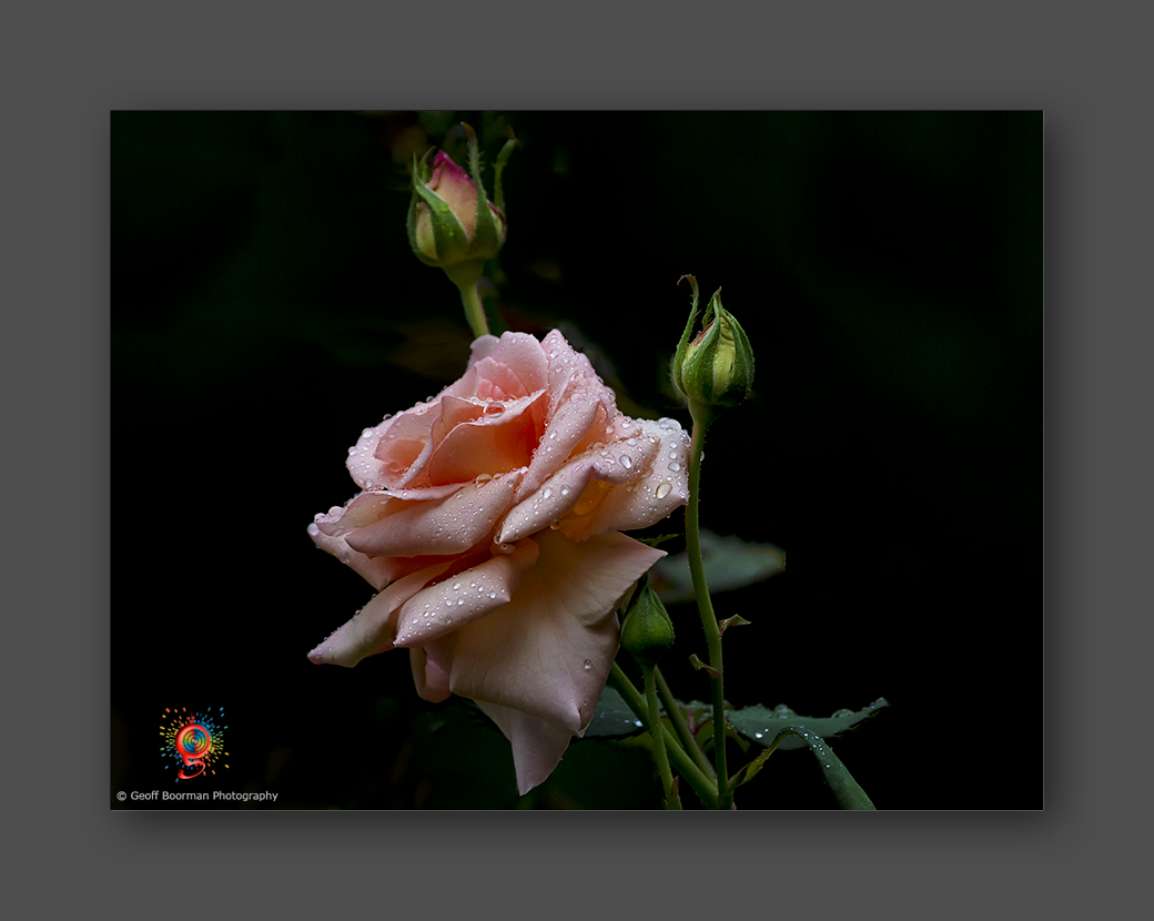 Wombolly Metal - Pink Rose