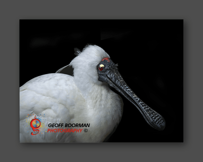 Wombolly Metal - Royal Spoonbill