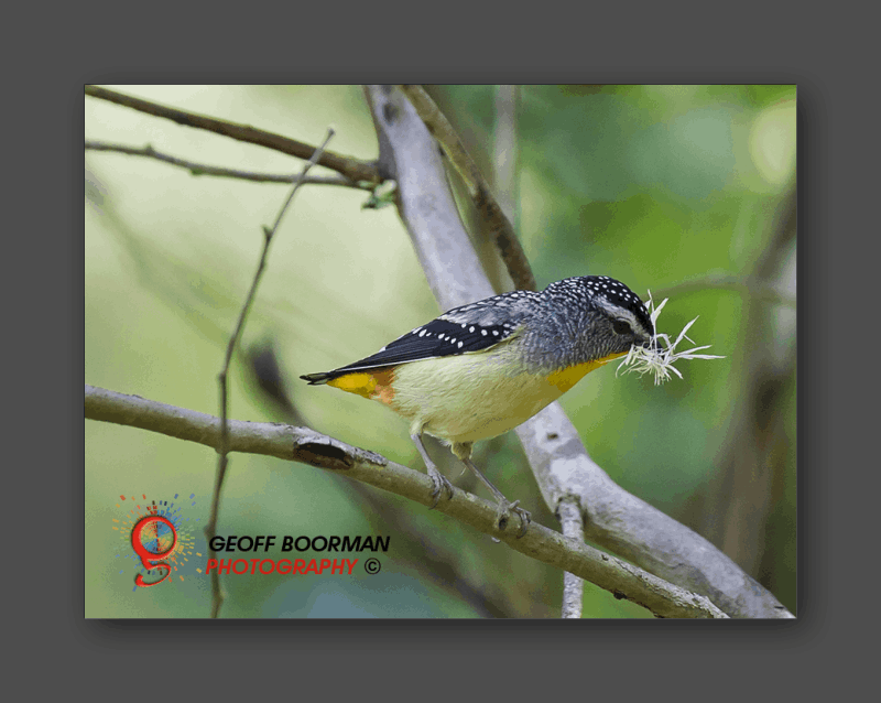 Wombolly Metal - Spotted Pardalote