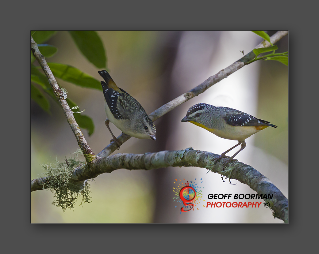 Wombolly Spotted Pardalote