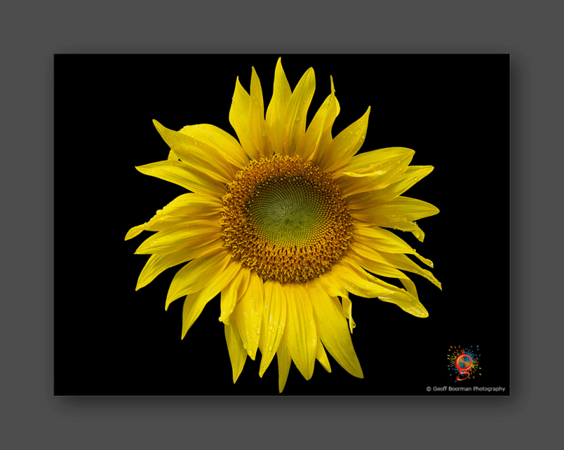 Wombolly Metal - Sunflower