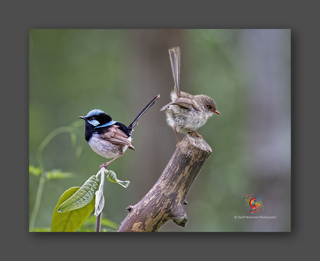 Wombolly Metal - Superb Fairy-wrens