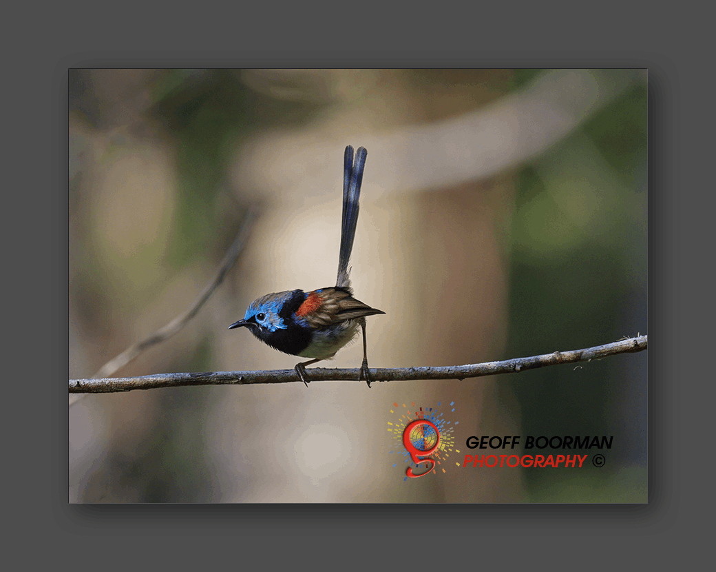 Wombolly Metal - Variegated Fairywren