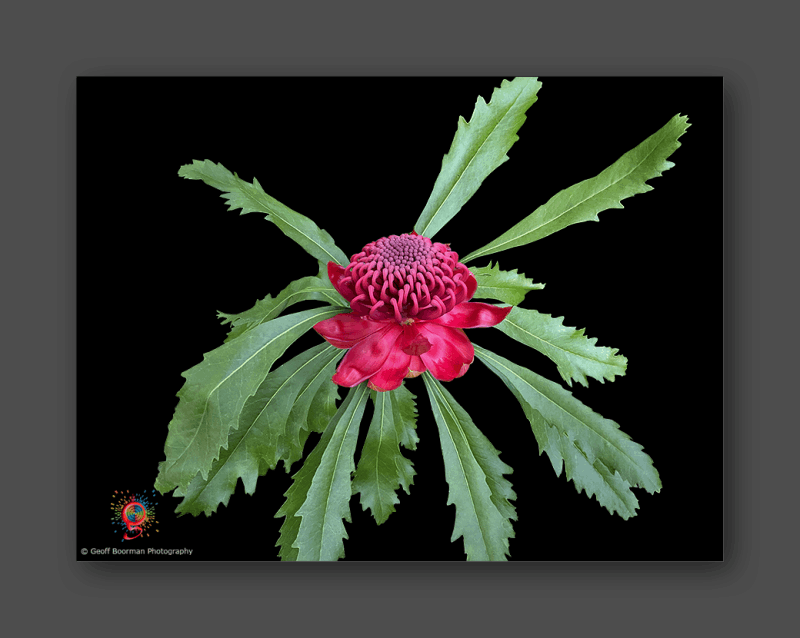 Wombolly Metal - Waratah