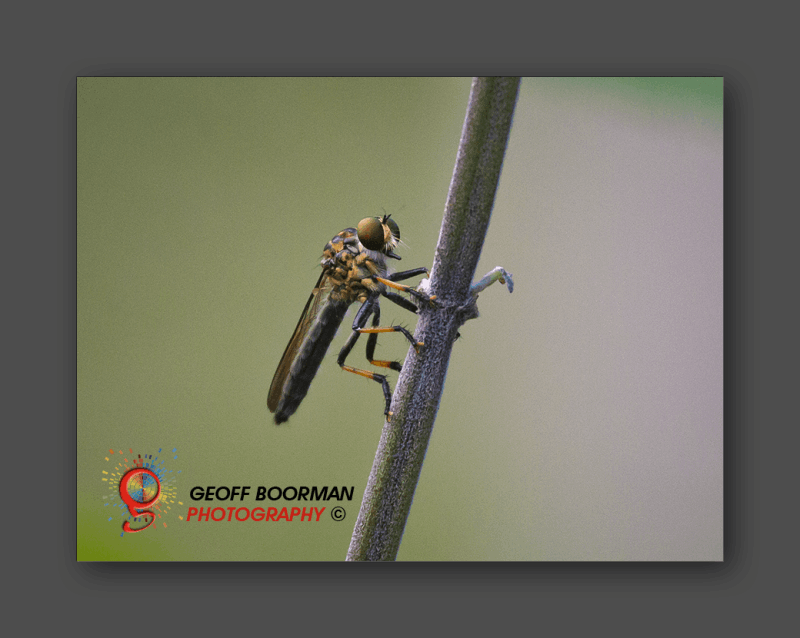 Wombolly Metal - Wasp