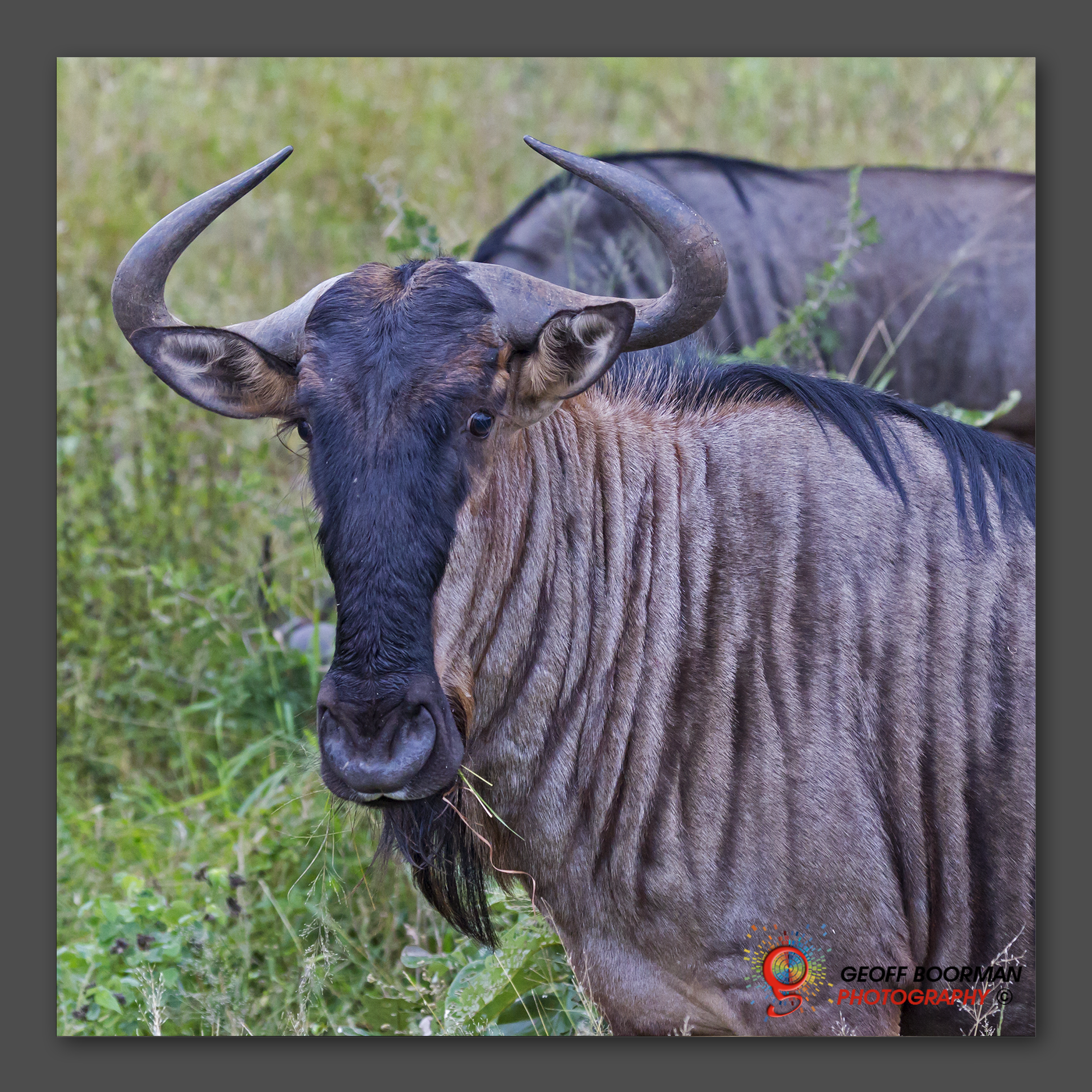 Wombolly Metal - Wildebeest