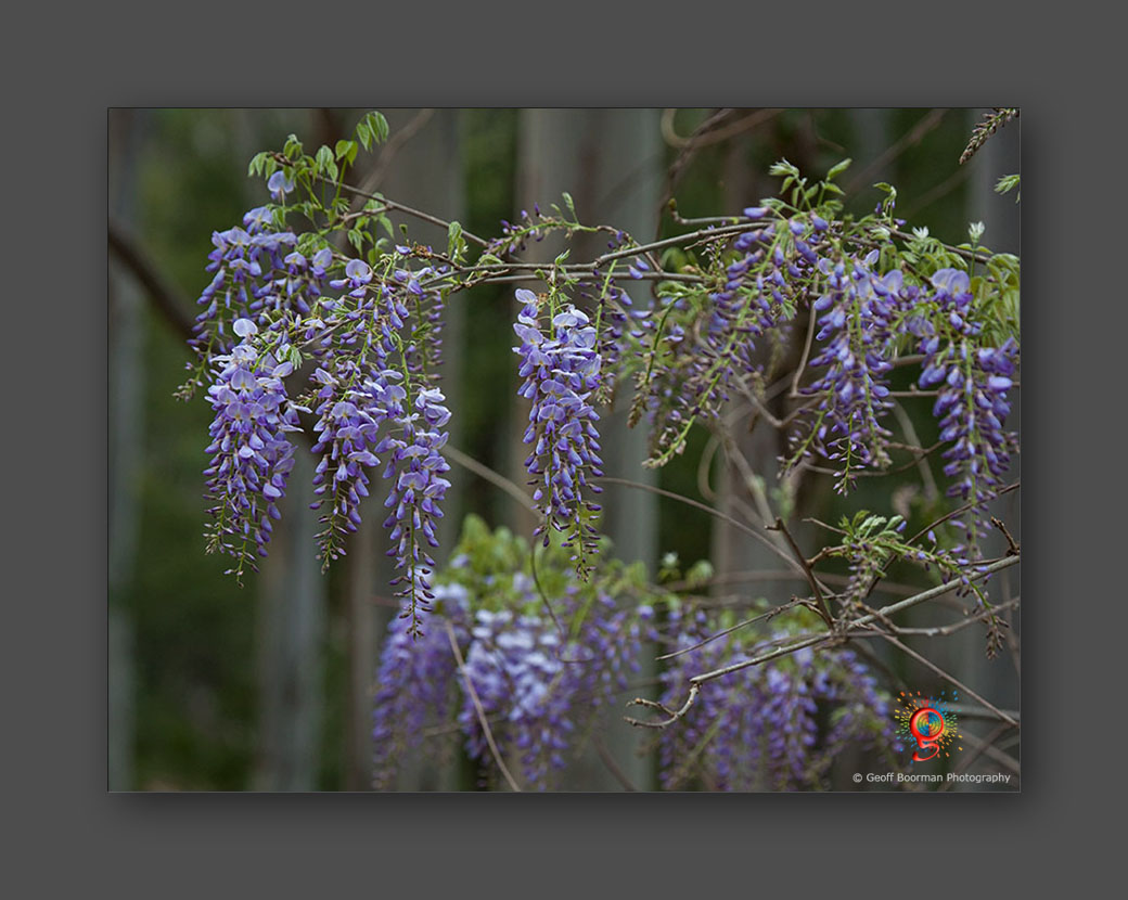 Wombolly Metal - Wisteria